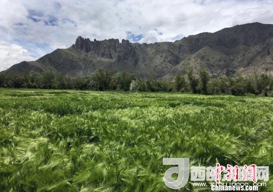 2017年西藏青稞總產(chǎn)量達(dá)到79萬(wàn)噸，占糧食總產(chǎn)量的77%。圖為西藏青稞?！⊥跤窳?攝