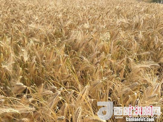 2017年西藏青稞種植面積達(dá)210多萬(wàn)畝，占糧食播種面積的75%。圖為成熟期的青稞?！⊥跤窳?攝