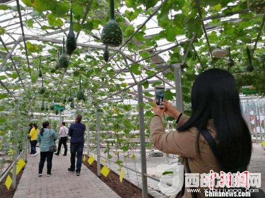 山西省郵政管理局積極推動“一市一品”農(nóng)特產(chǎn)品進城項目。 資料圖 楊杰英 攝