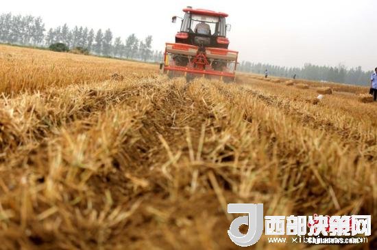 資料圖：收割機進行機械化收割。<a target='_blank'  data-cke-saved- >中新社</a>記者 王中舉 攝