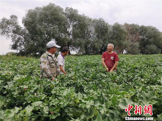遠改忠在棉花地里為連隊職工分享種植經(jīng)驗?！“叉陆?攝