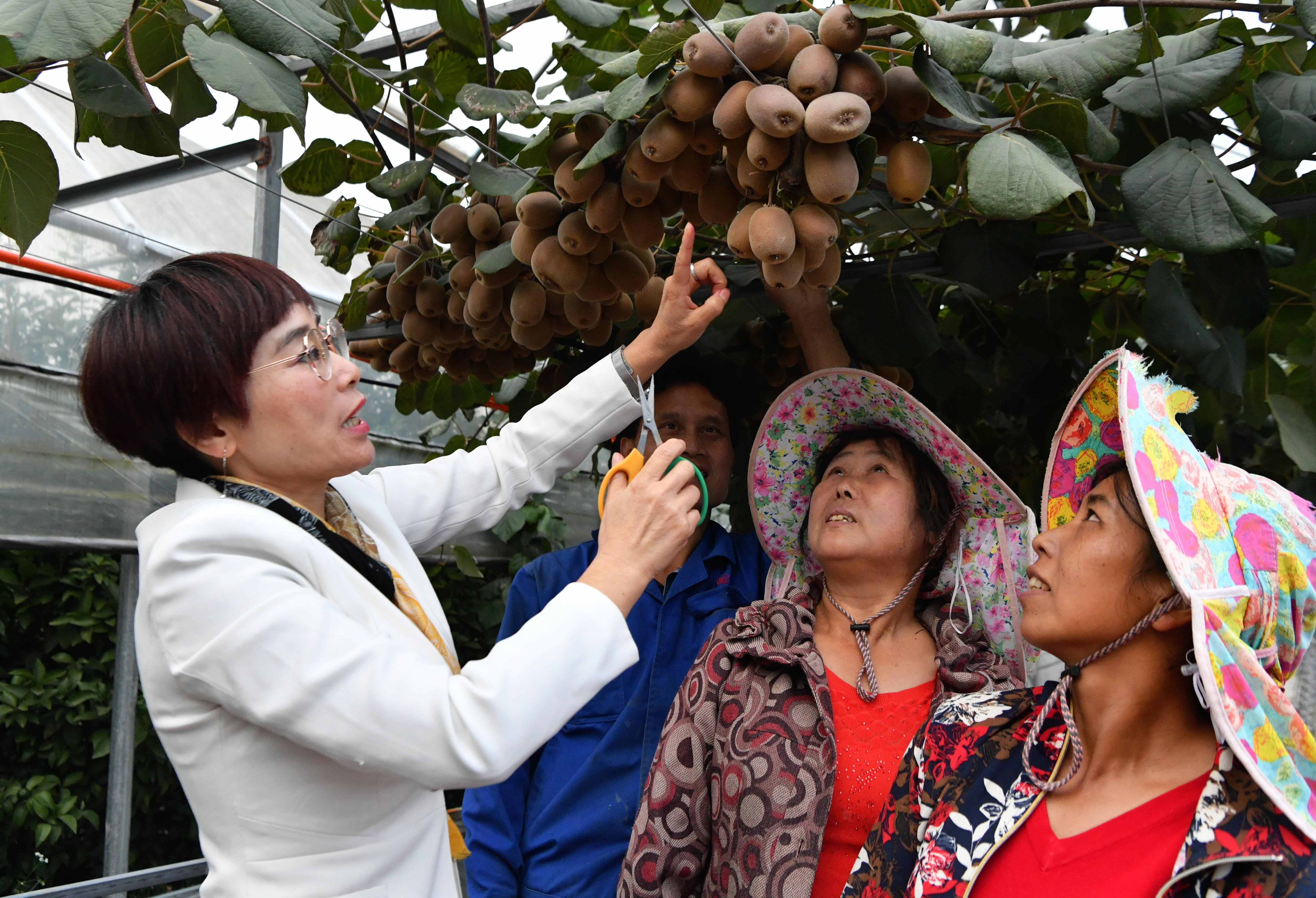 2020年10月22日，在周寧縣農(nóng)民創(chuàng)業(yè)示范基地特色水果種植園，福建省寧德市農(nóng)業(yè)科學(xué)研究所的科技特派員（左一）在指導(dǎo)當(dāng)?shù)剞r(nóng)民采摘紅心獼猴桃。新華社記者魏培全攝.JPG